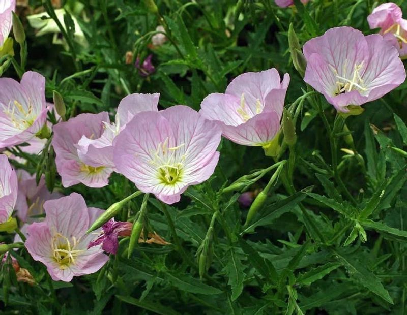 Pink Evening Primrose Glowing Softly Across Roadsides