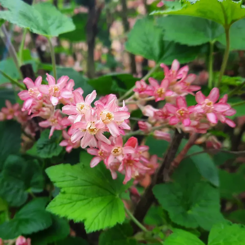 Red-Flowering Currant With The Bright Blossoms