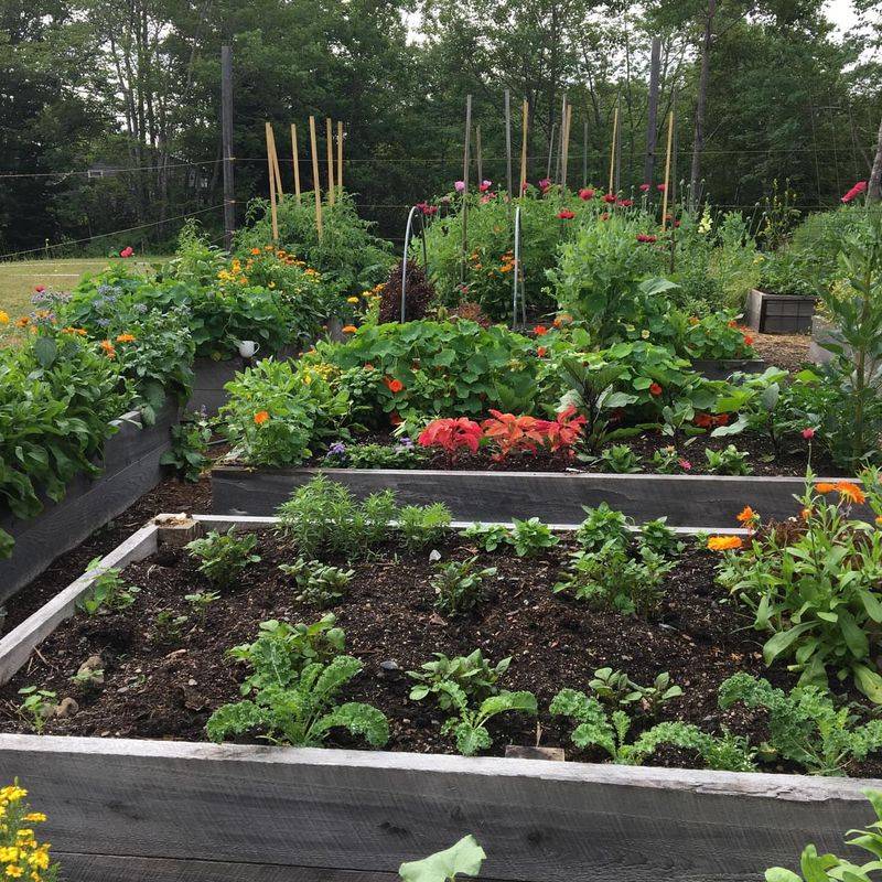 Guides Garden Layout And Succession Planting