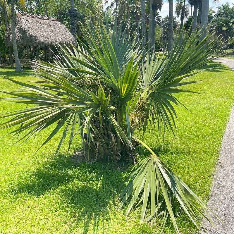 Dwarf Palmetto Handles Sun And Dry Conditions Once Established