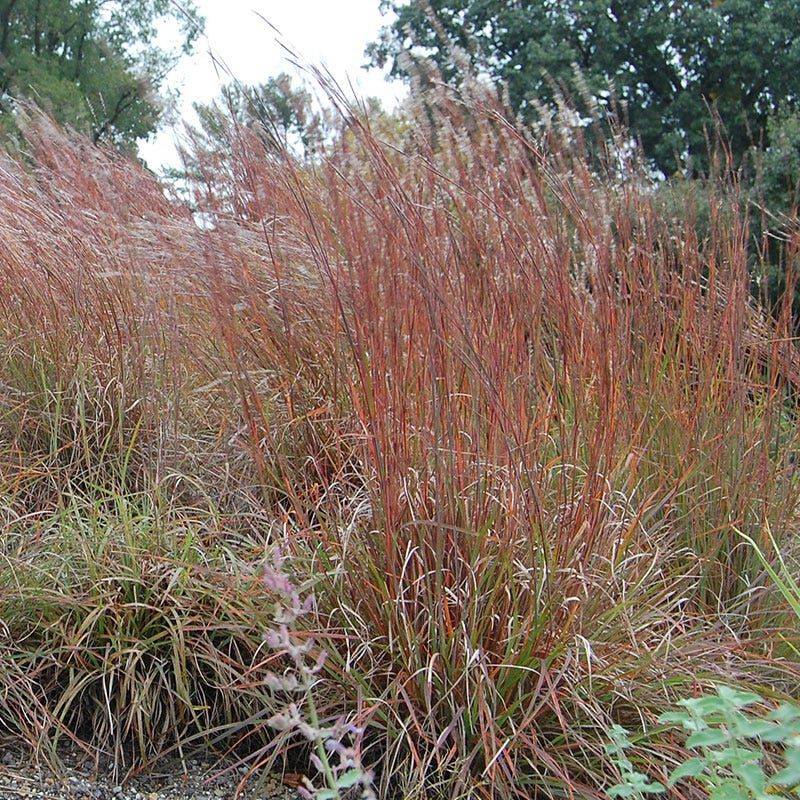 Little Bluestem Transforming Lawns In Fall