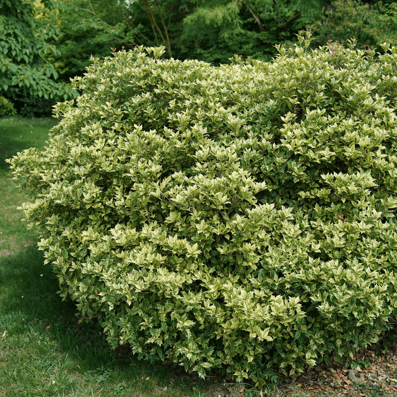 Holly Osmanthus