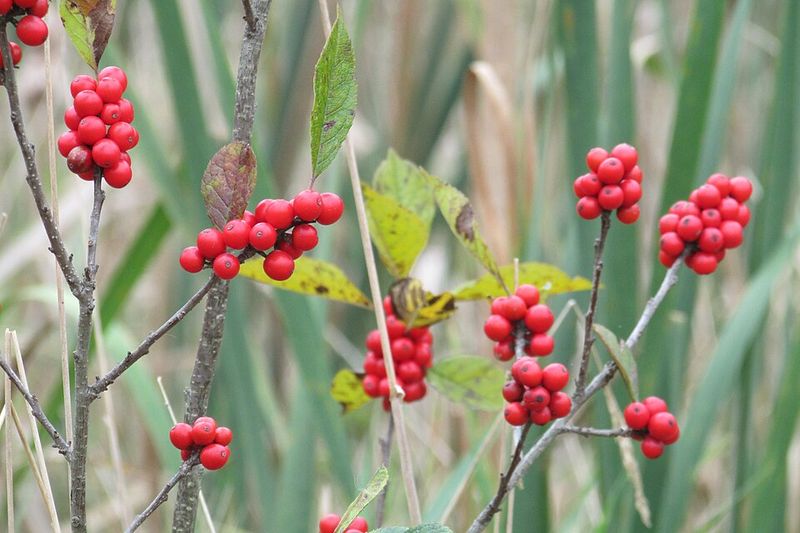 Common Winterberry Delivers Bright Red Berries Through Winter