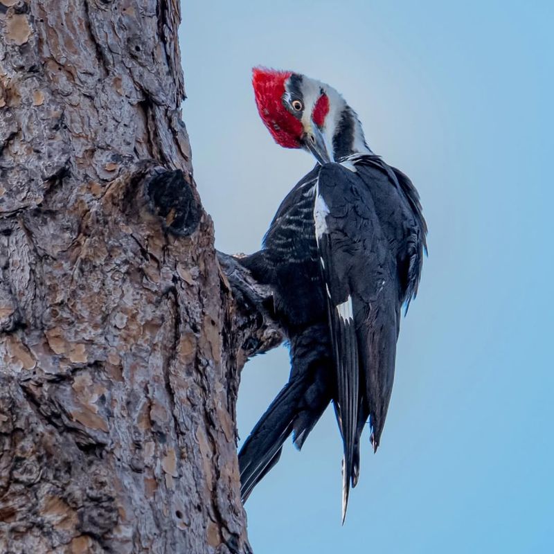 Trees Reveal Hidden Food After Thaw
