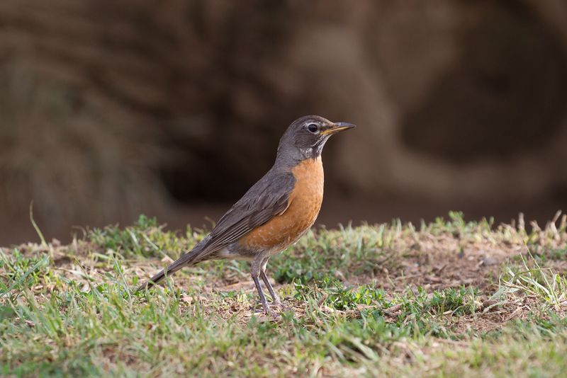 Lawns Hold Easy Food