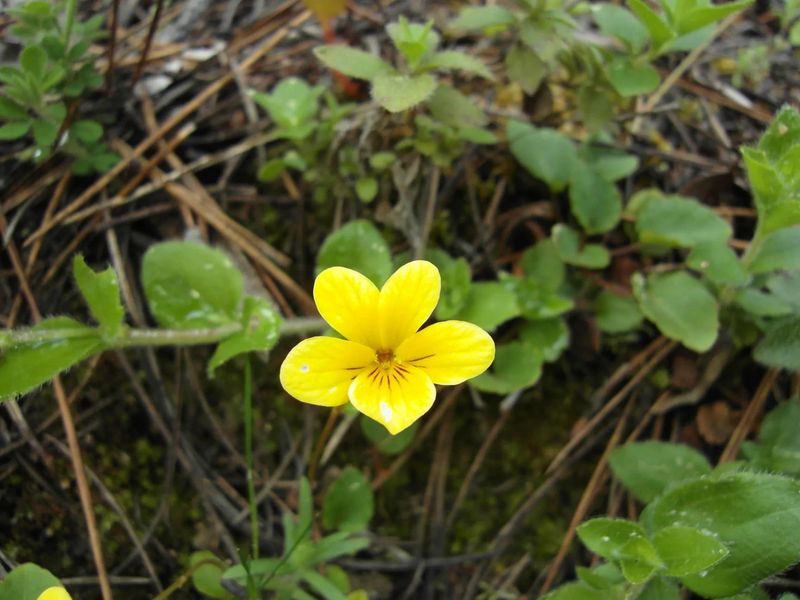 Evergreen Violet (Viola sempervirens)