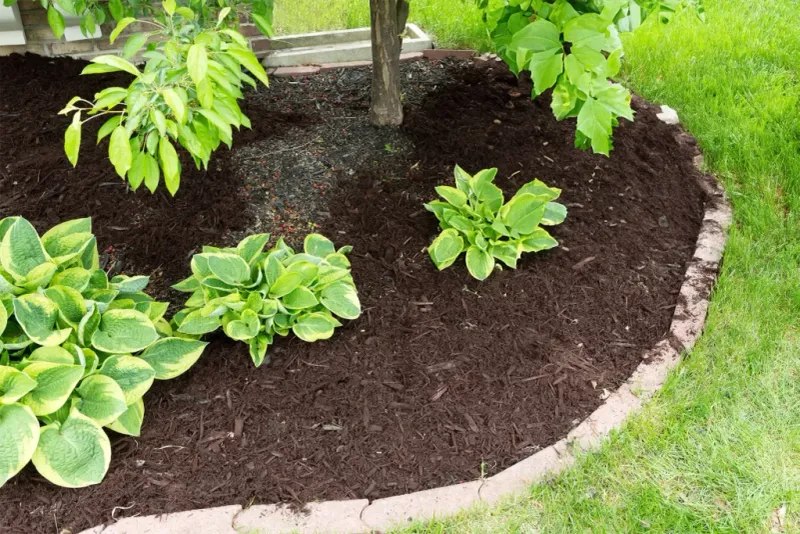 Refresh Mulch Beds For Soil Health