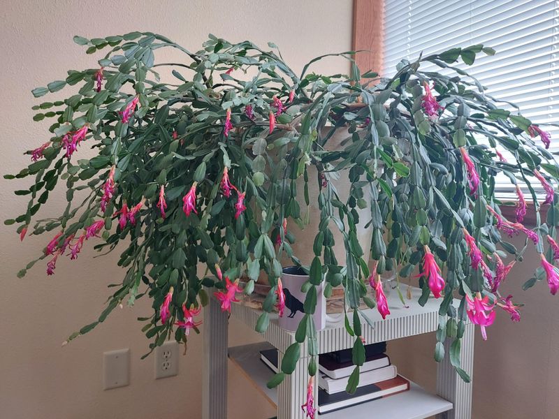 Keep Humidity Moderate To Support Plump, Vibrant Segments