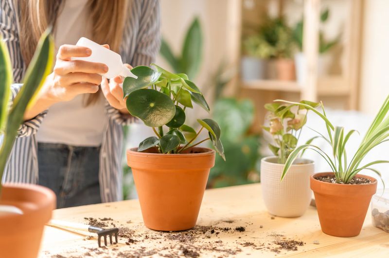 Hold Off On Fertilizer Until Plants Settle In