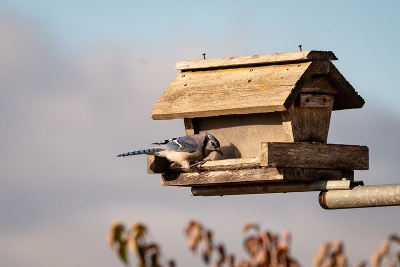 Clean Birdhouses And Feeders