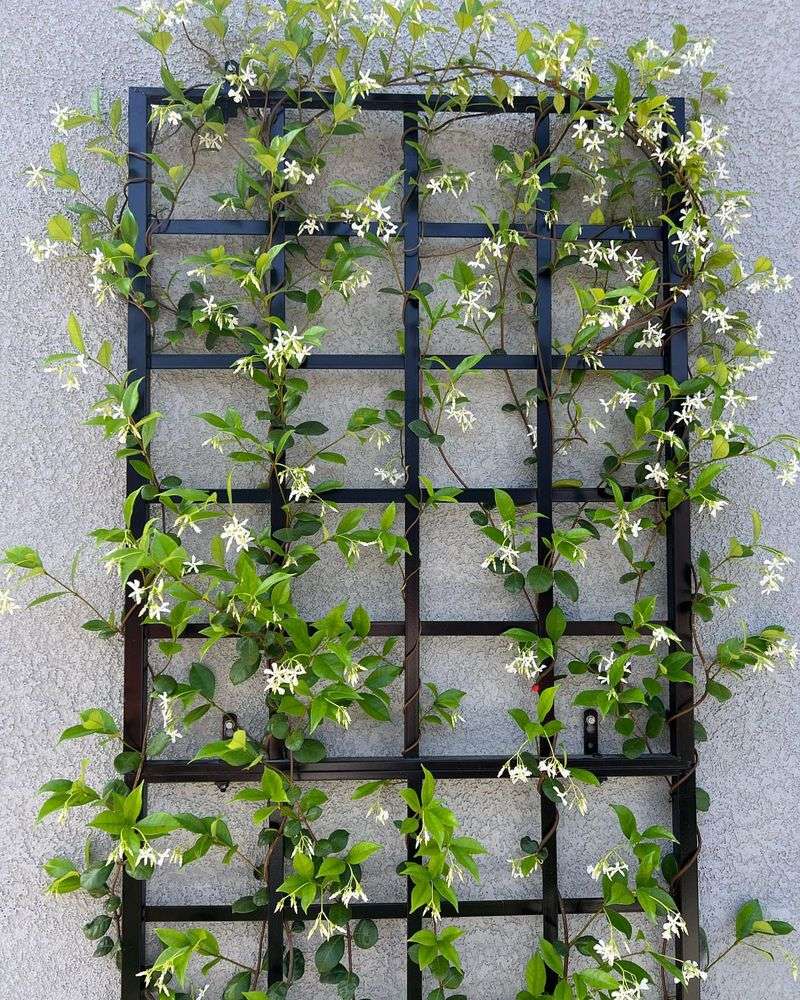 Use Climbing Vines To Soften Plain Garden Walls