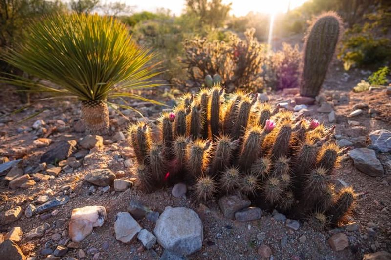 Apply Natural Repellents To Deter Wildlife