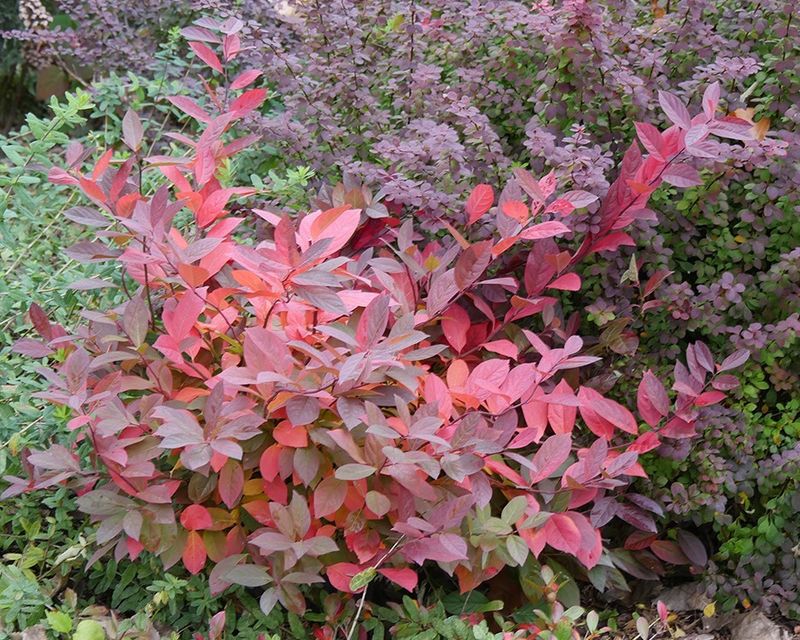 Try Sweetspire For Brilliant Fall Foliage