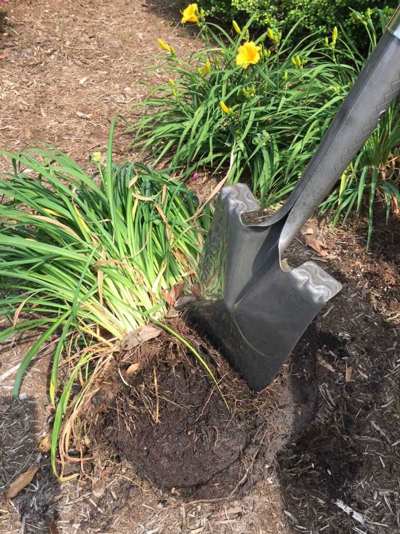 Divide Overgrown Perennials To Encourage New Growth