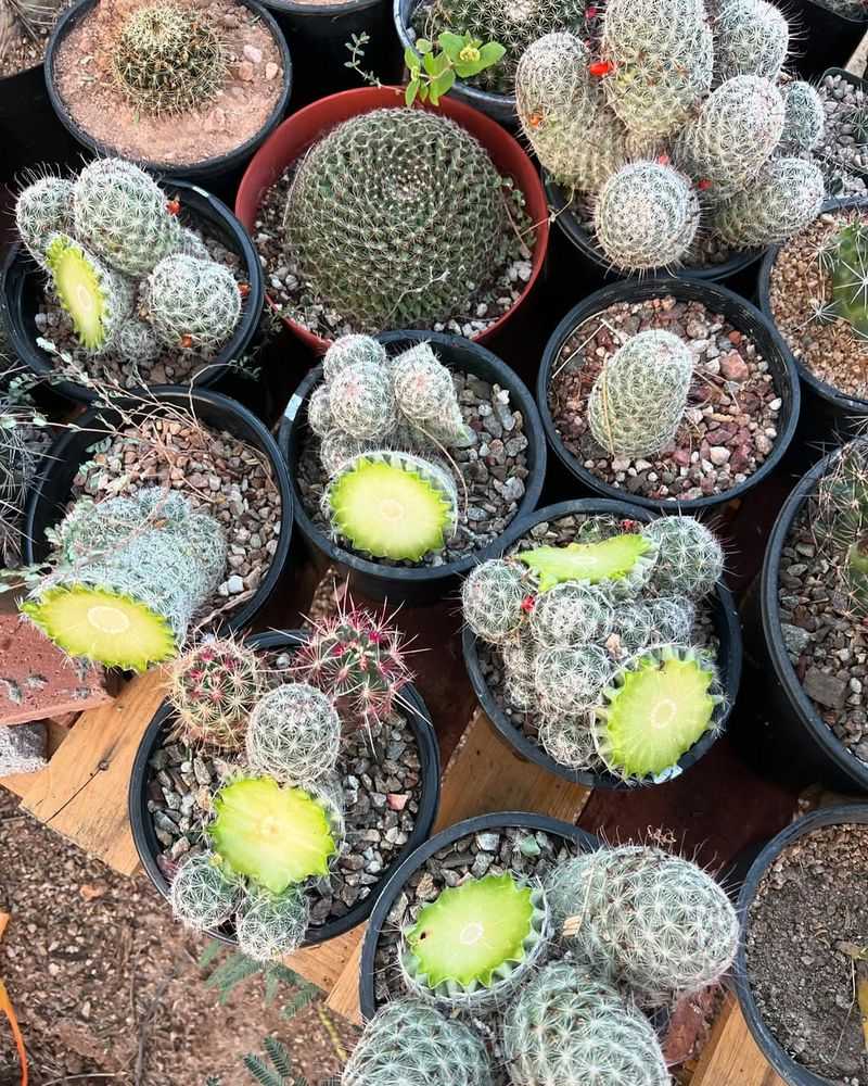 Trim Back Spring Growth To Reduce Heat Stress