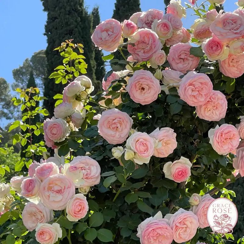 A Stunning Vertical Display Of Blooms