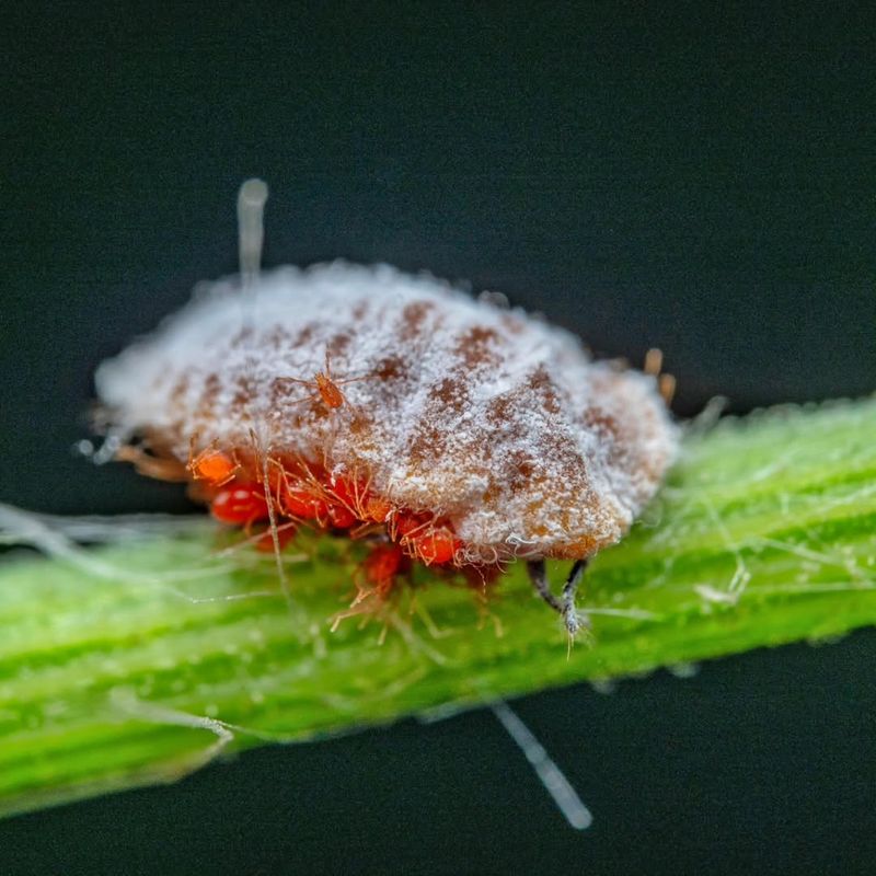 Pests Such As Borers, Scale, And Birds