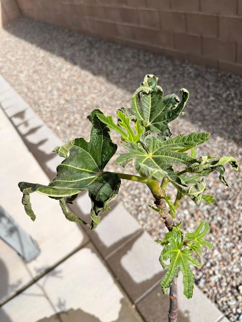 Water Stress During The Growing Season