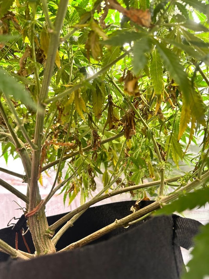 Nutrient Deficiencies May Be Holding Flowers Back