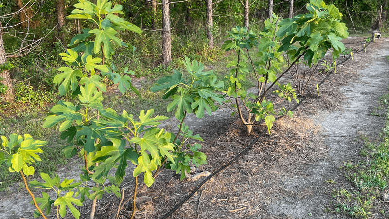 Incorrect Watering Practices