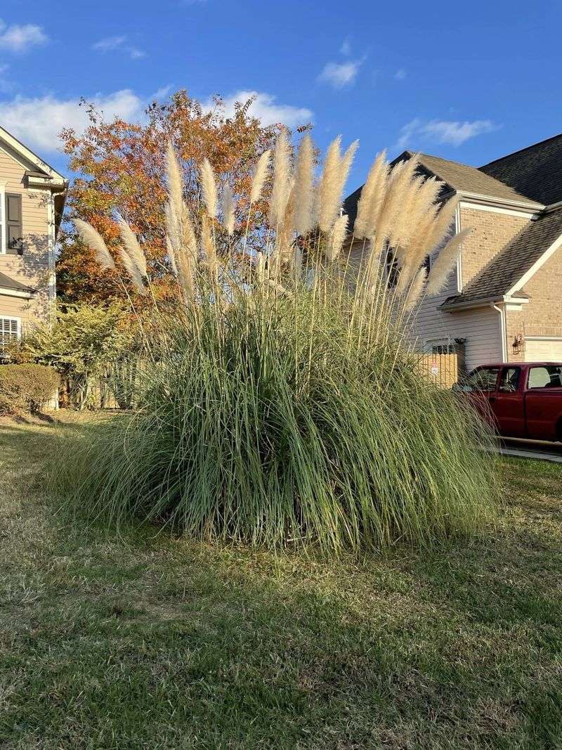 Pampas Grass