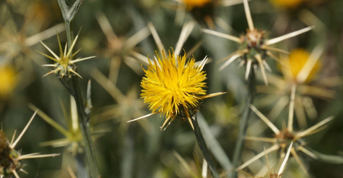 yellow thistle