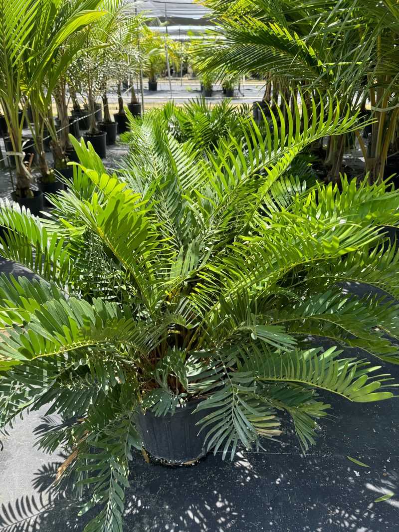 Enjoy Prehistoric Beauty With Coontie Palms