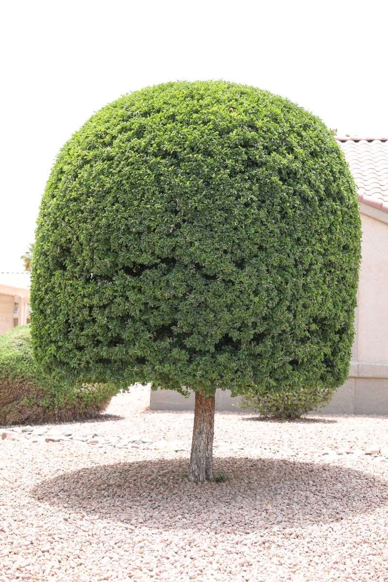 Texas Ebony Makes Dense Evergreen Shade