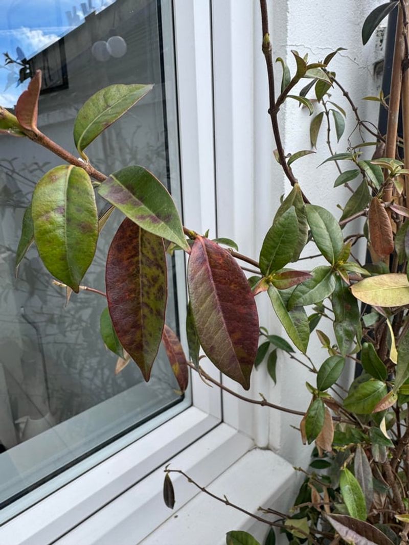 Overwatering Or Poor Drainage Can Suffocate Roots