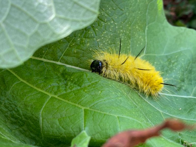What To Do If You Find One In Your Yard