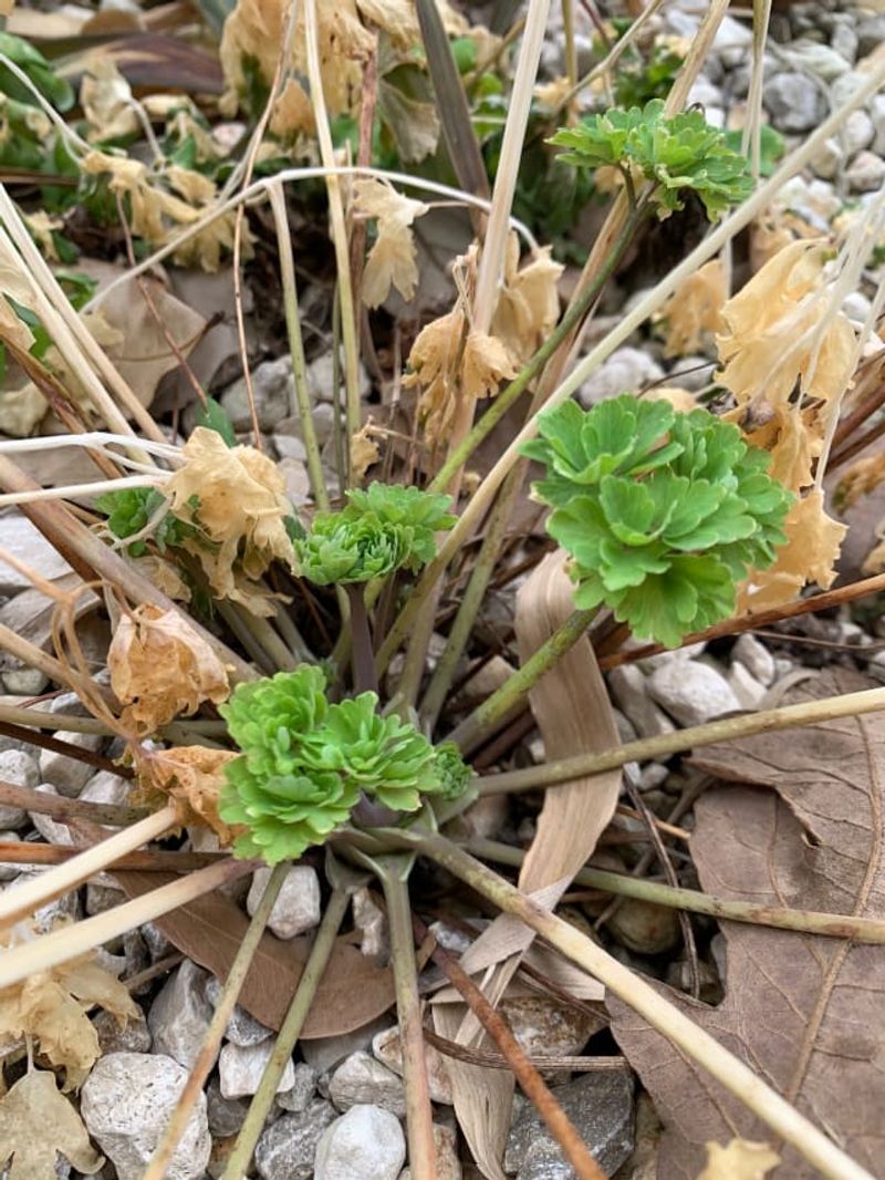 Late Growth Often Reveals What's Still Alive