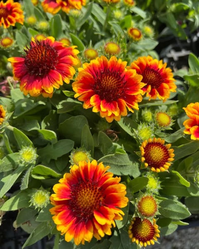 Blanket Flower