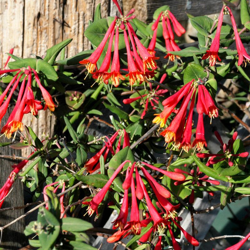 It Creates A Beautiful Natural Privacy Screen