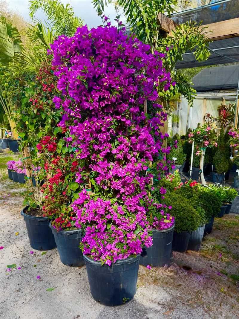 It Blooms Repeatedly Throughout The Year