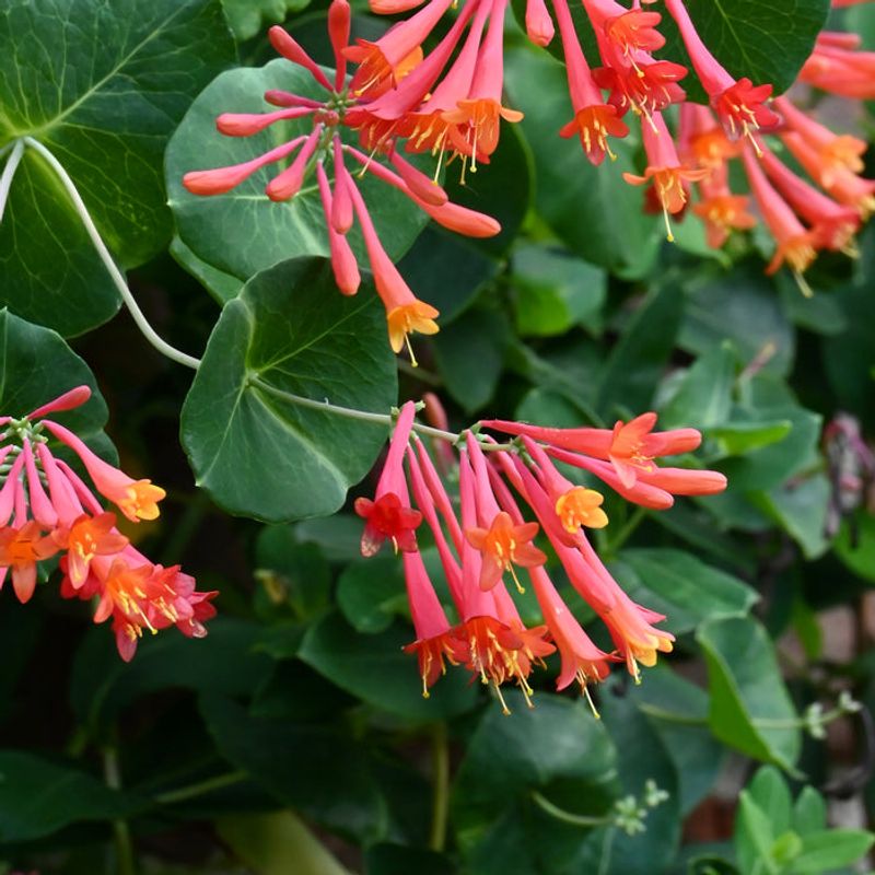 It Produces Showy Blooms For Much Of The Year