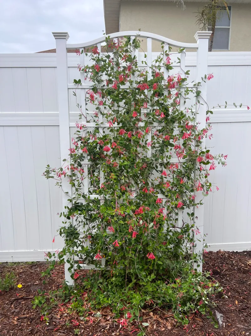 A Native Gem That Won't Take Over