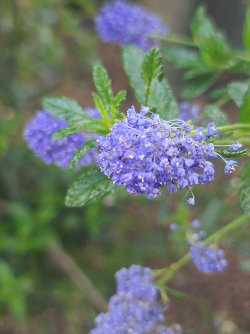 Popular Varieties You Can Plant