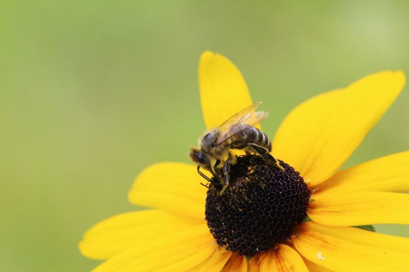 The Pollinators Love It Almost As Much As Gardeners Do