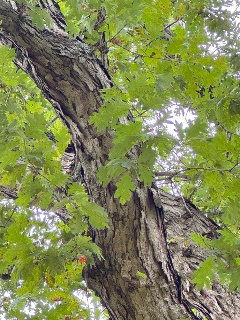 It Feeds On Common Michigan Trees