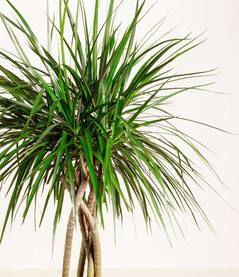 It Prefers Warm Indoor Temperatures