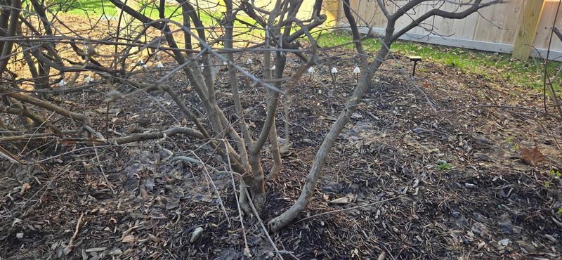 Only Remove Broken Or Rubbing Branches If Needed