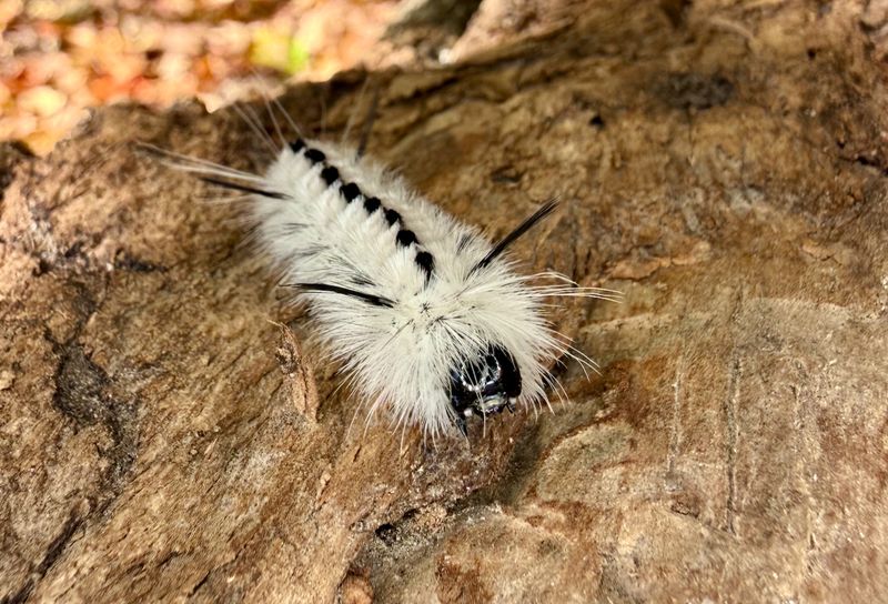 The Fuzzy Hairs Can Irritate Skin