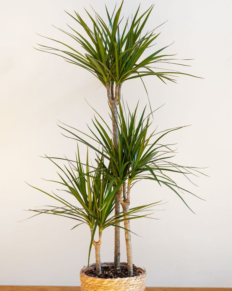 Its Narrow Leaves Create A Palm-Like Look