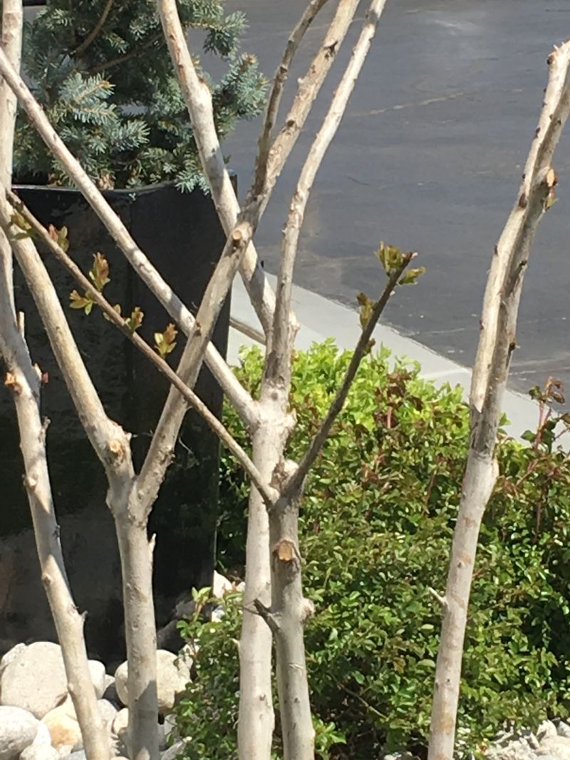 Late Winter Pruning Supports Strong Growth