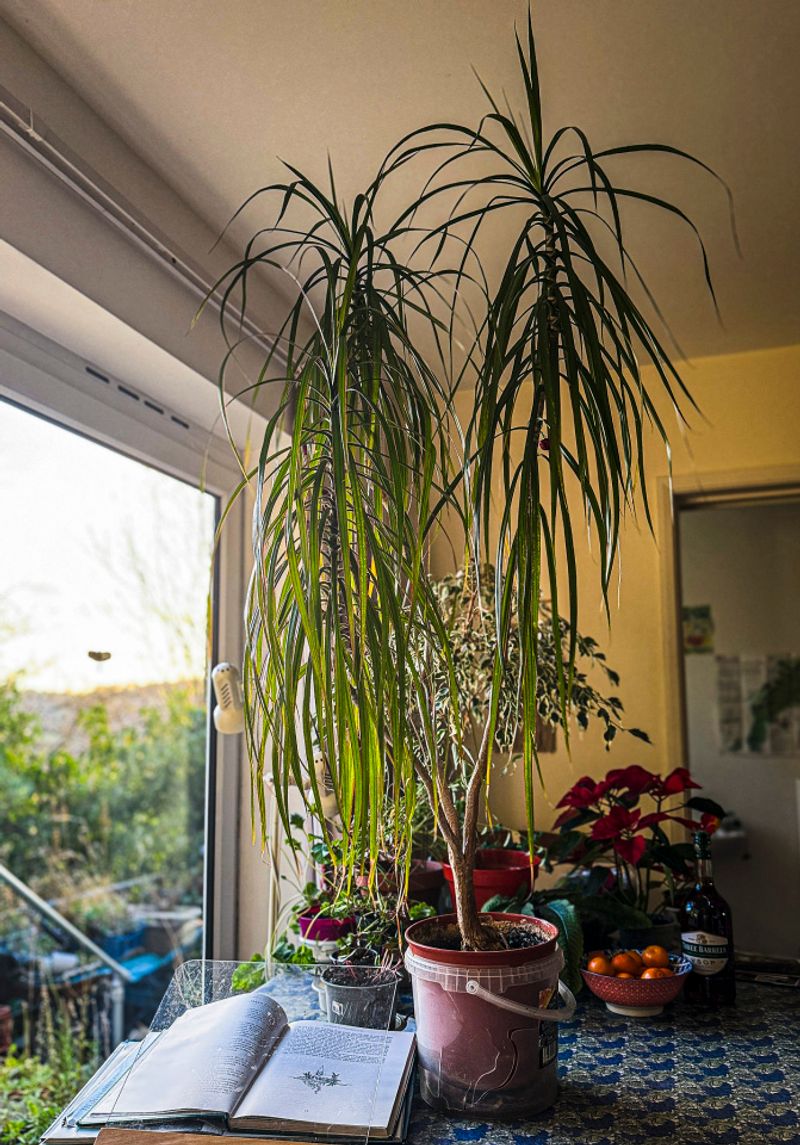 It Is Easy To Maintain With Occasional Pruning