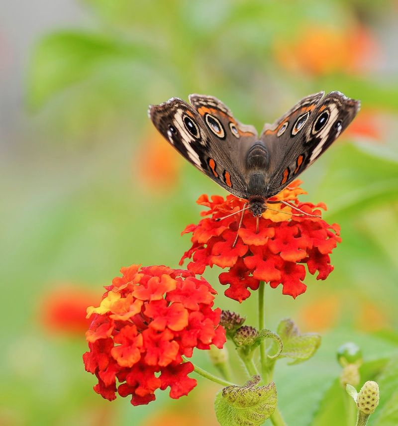 It Attracts Butterflies And Pollinators