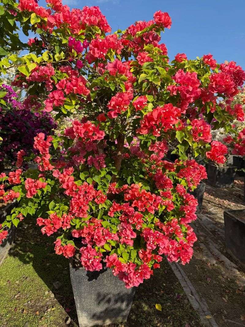 The Bright Colors Make A Bold Entrance