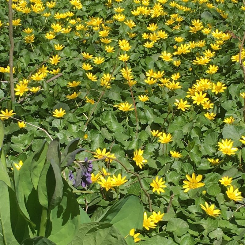 Lesser Celandine (Ficaria verna)