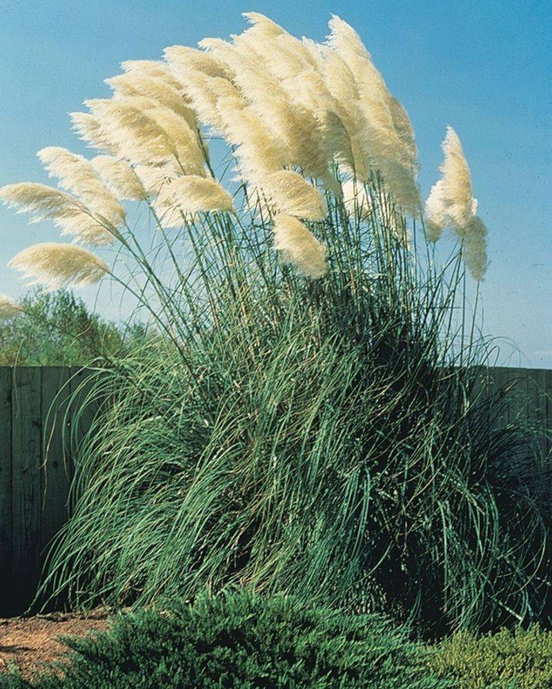 Pampas Grass