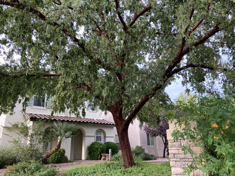 Evergreen Elm Fills Out Fast With A Broad Canopy